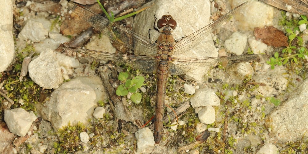 Sympetrum sanguineum