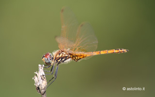 Trithemis annulata