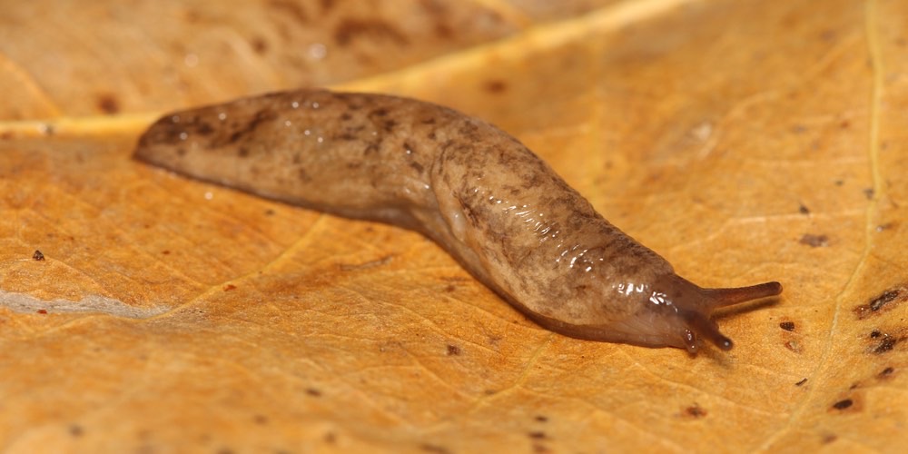 Deroceras reticulatum