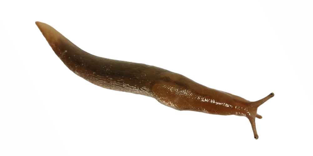 Limaccia maculata