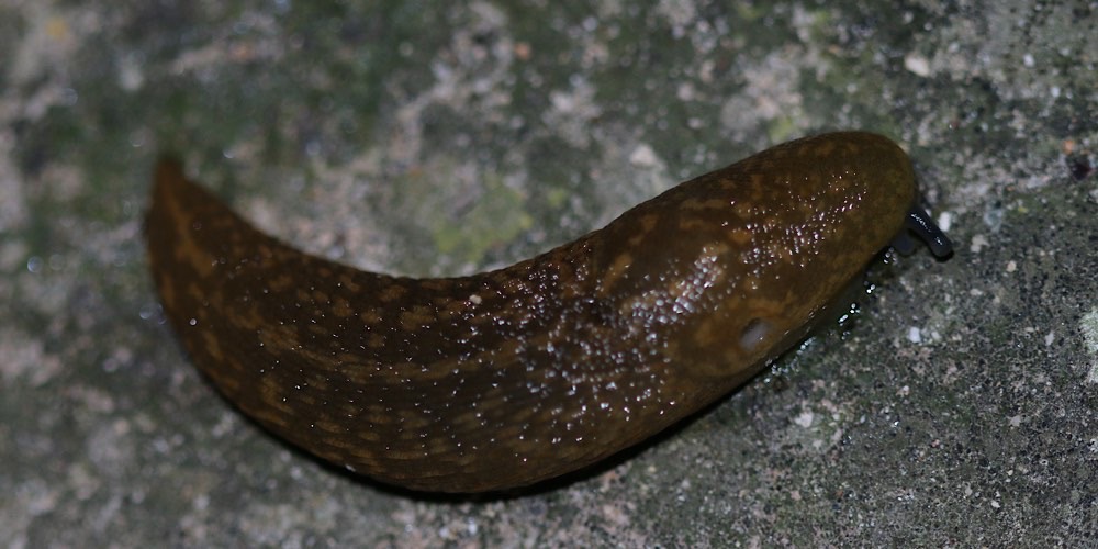 Limaccia gialla