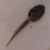 tadpole