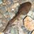 tadpole