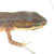 Adult, female